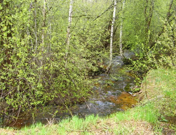dziedava.lv nešaubās ka tā tek Gaujiņa, (2010)